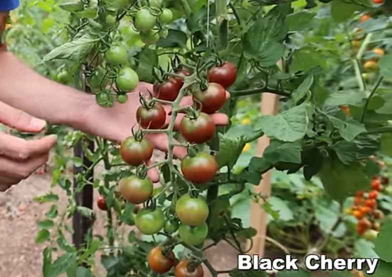 Black Cherry Tomatoes