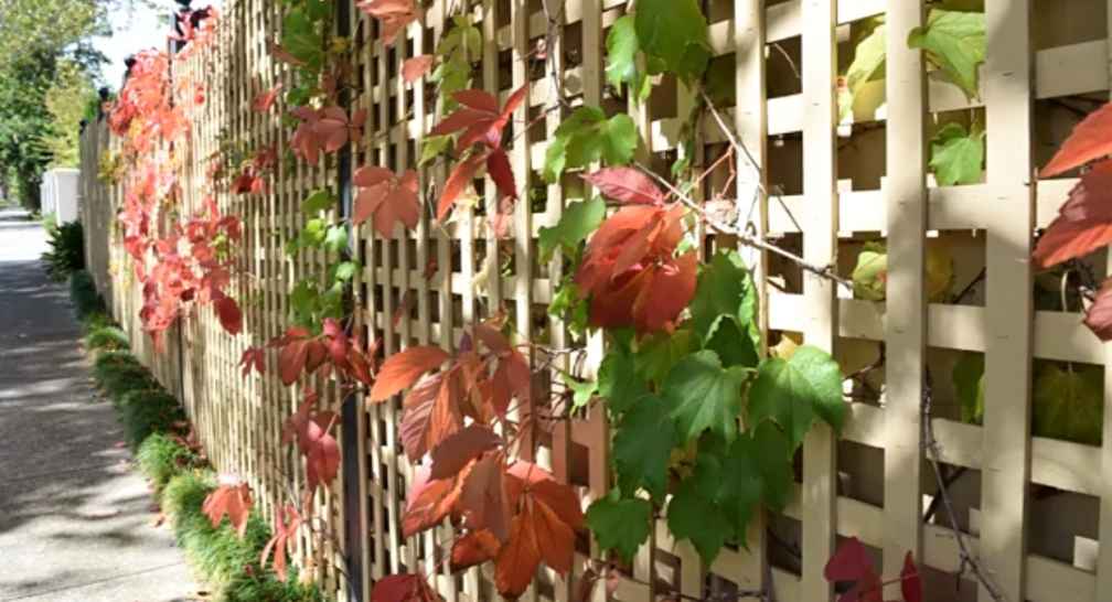 Boston Ivy