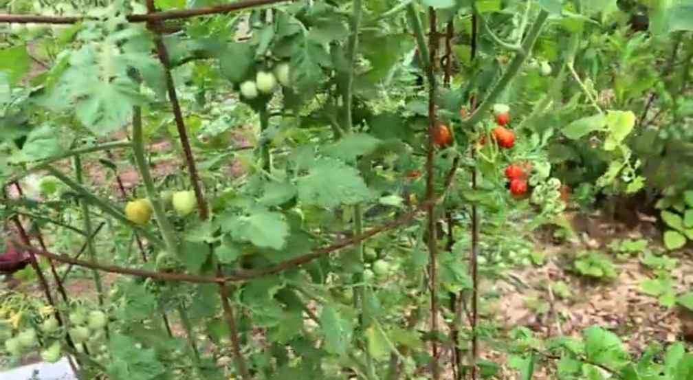 Candyland Red Cherry Tomatoes