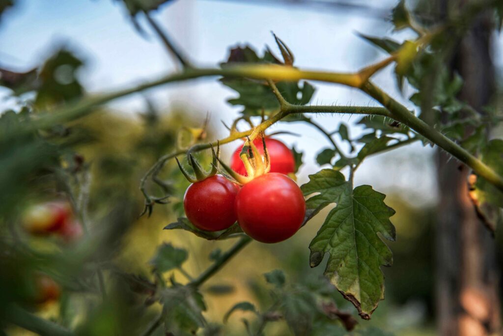 Cherry Tomatoes Tree