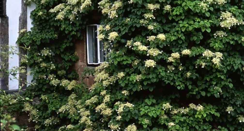 Climbing Hydrangea