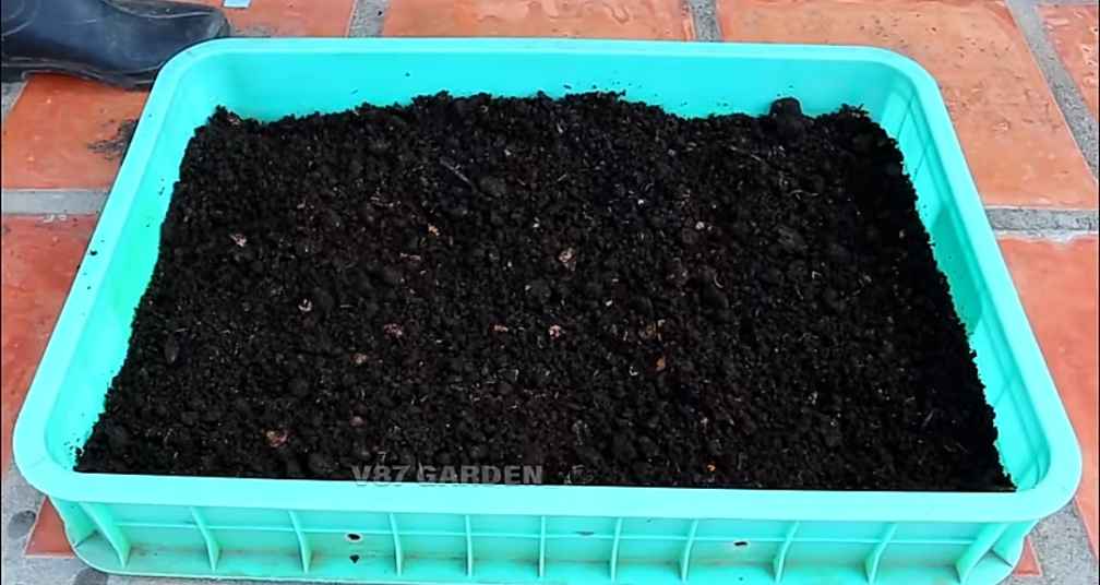 Best Compost for Your Vegetable Gardens