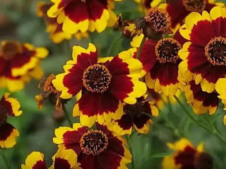 Companion Plants for Roses (Coreopsis)