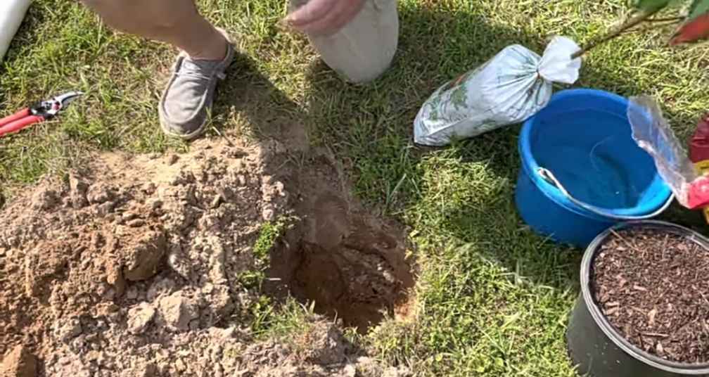 Dig a hole for planting peach tree