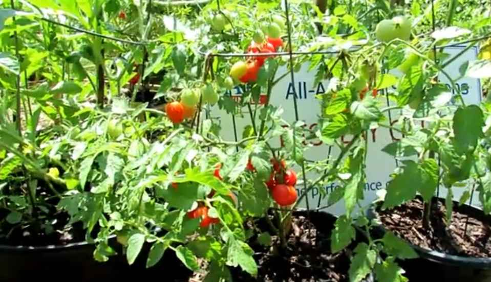 Fantastico Cherry Tomatoes