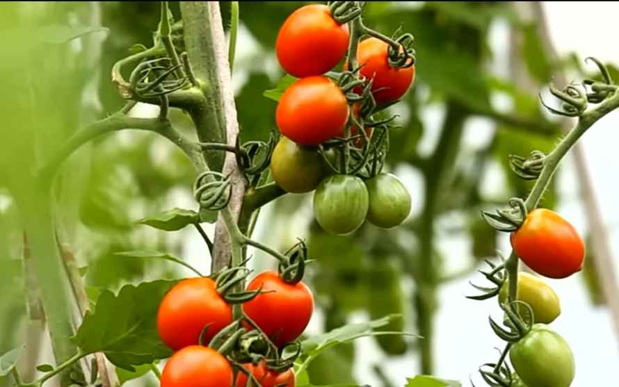 Favorita Cherry Tomatoes