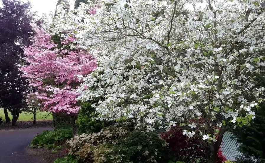 Flowering Dogwood 