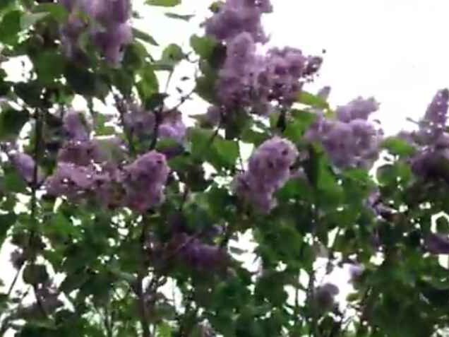 Fragrant Lilac 