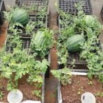 Growing Watermelom in containers