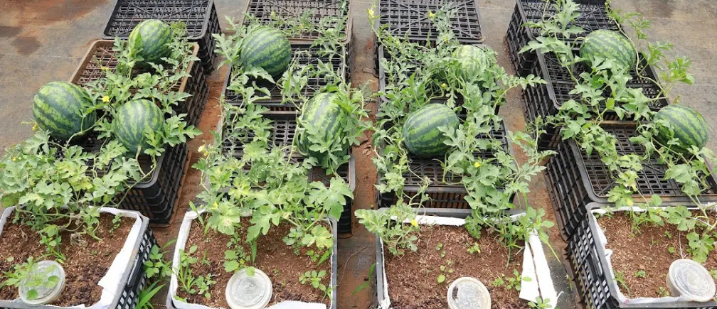 Growing Watermelom in containers