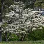 How to plant a Dogwood tree