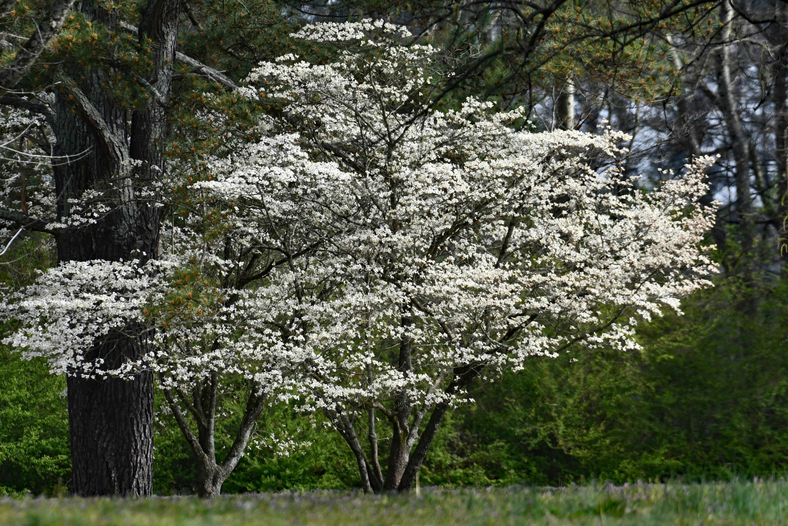 How to plant a Dogwood tree