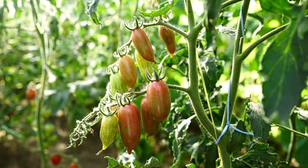 Isis Candy Cherry Tomatoes