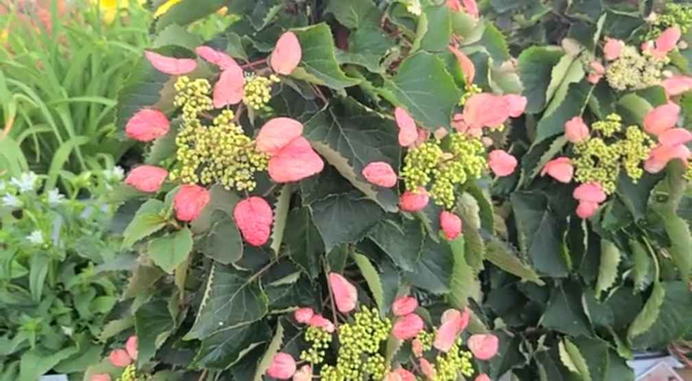 Japanese Hydrangea Vine 