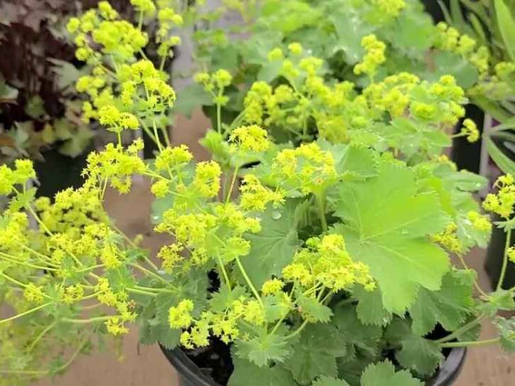 Companion Plants for Roses (Lady's Mantle)