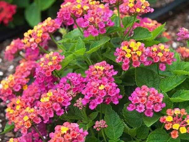 Companion Plants for Roses (Lantana)