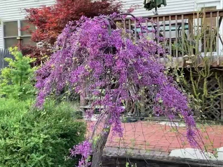 Purple flowering Lavender Twist 