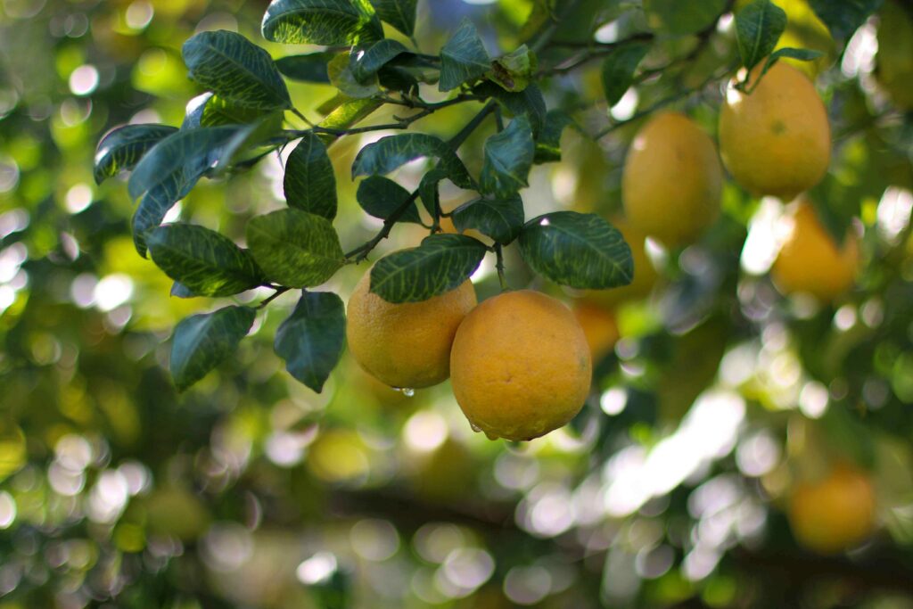 Are Lemons Man-Made? The Incredible Story Behind Them!