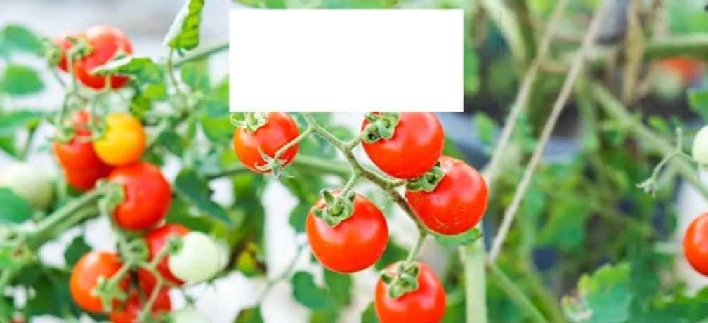 Matt's Wild Cherry Tomatoes