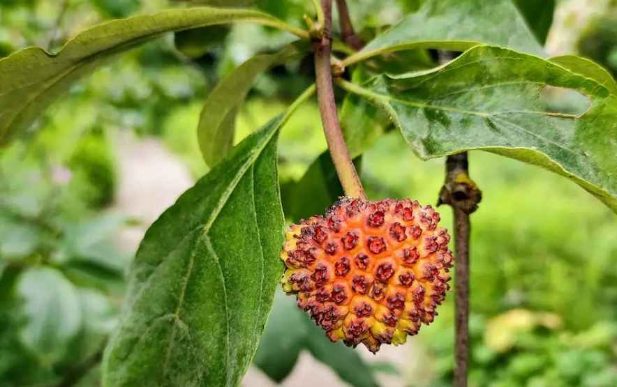 Mountain Dogwood