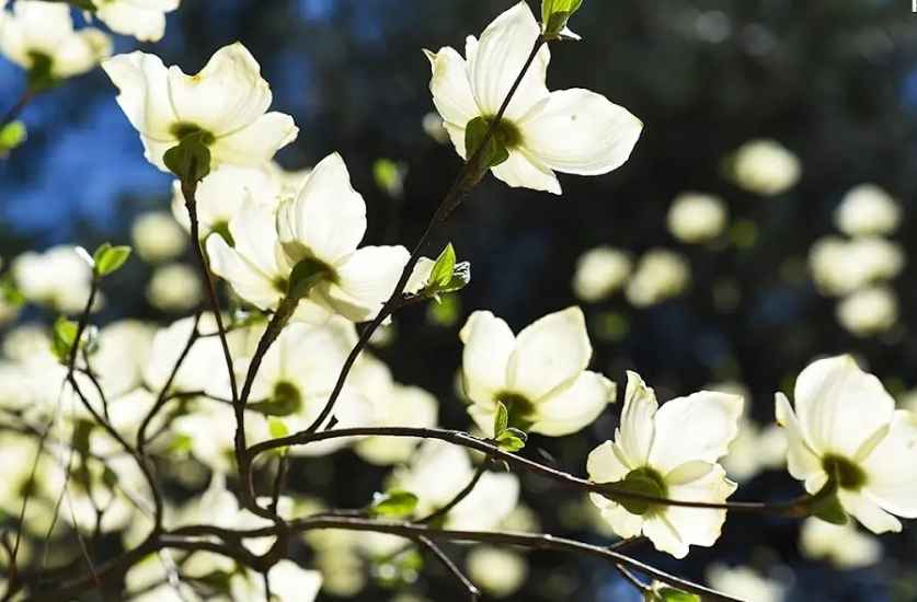 Pacific Dogwood 