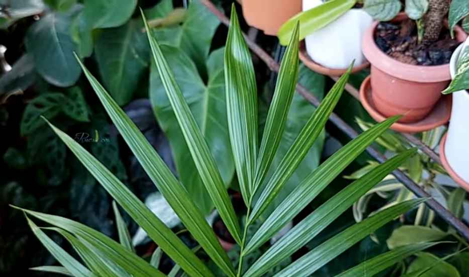 Palm foliage