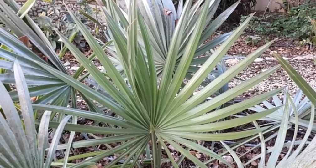 Palmetto foliage