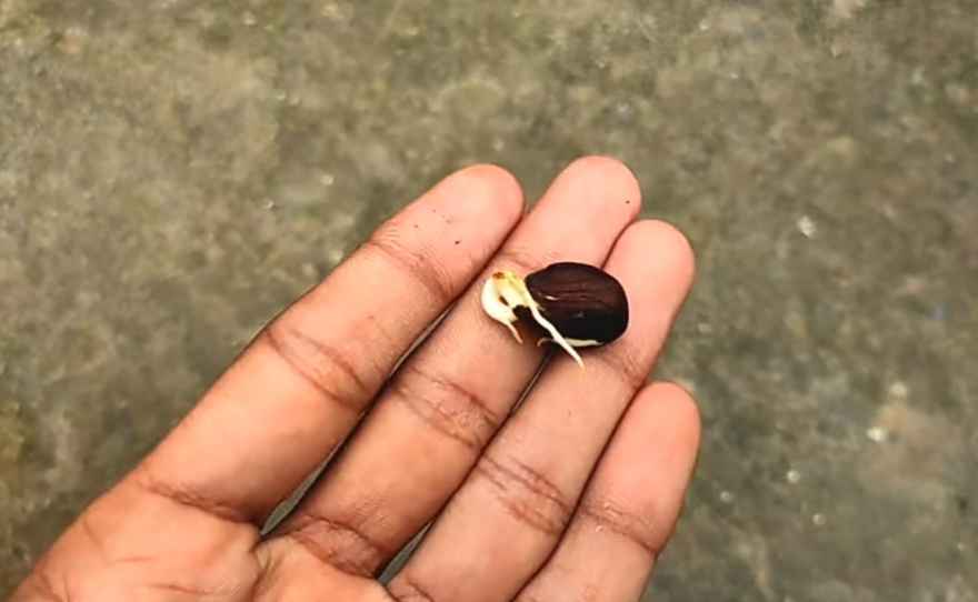 Germinating peach seed