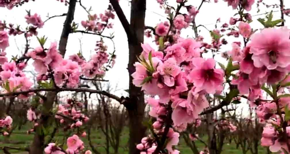 Peach tree in full bloom