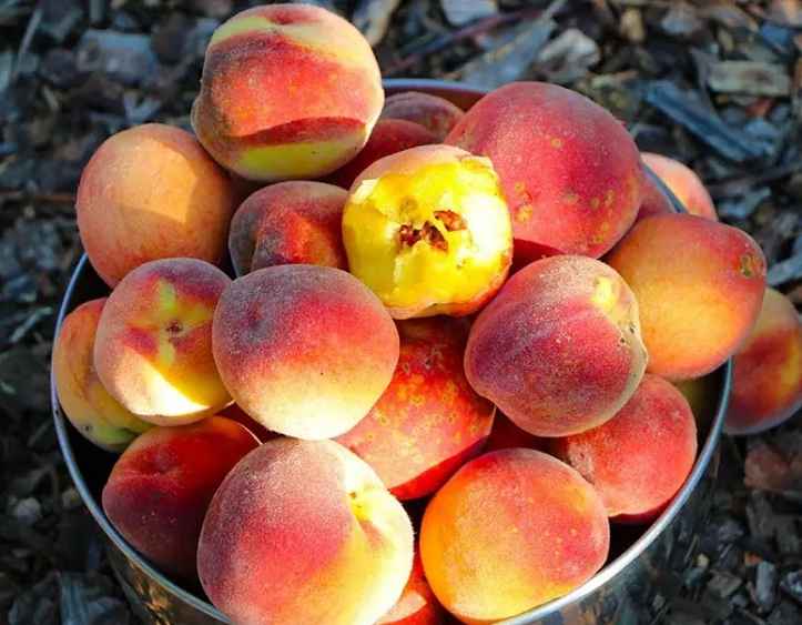 Peaches in a bowl