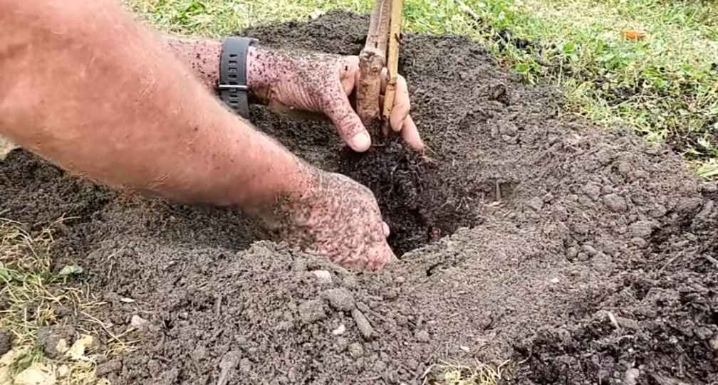 Planting Dogwood Tree