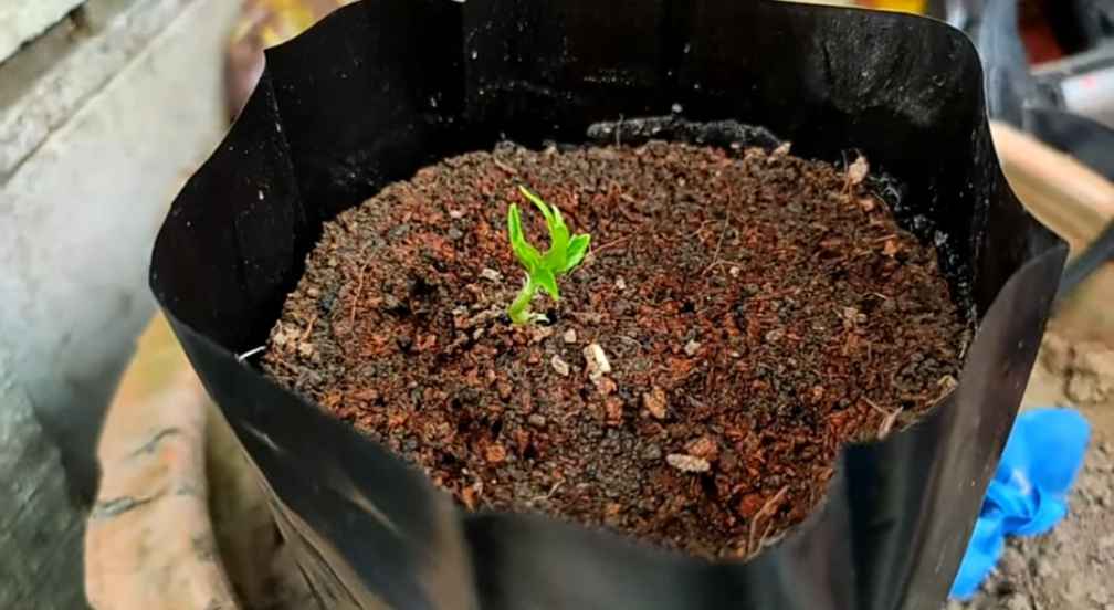 Growing peach tree from seed