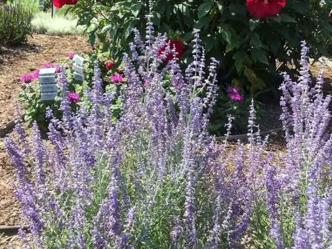 Russian Sage