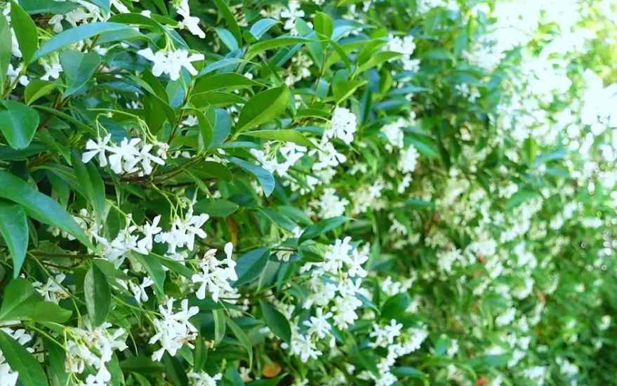 Star Jasmine 