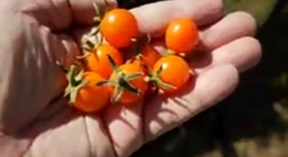 Sun Gold Cherry Tomato