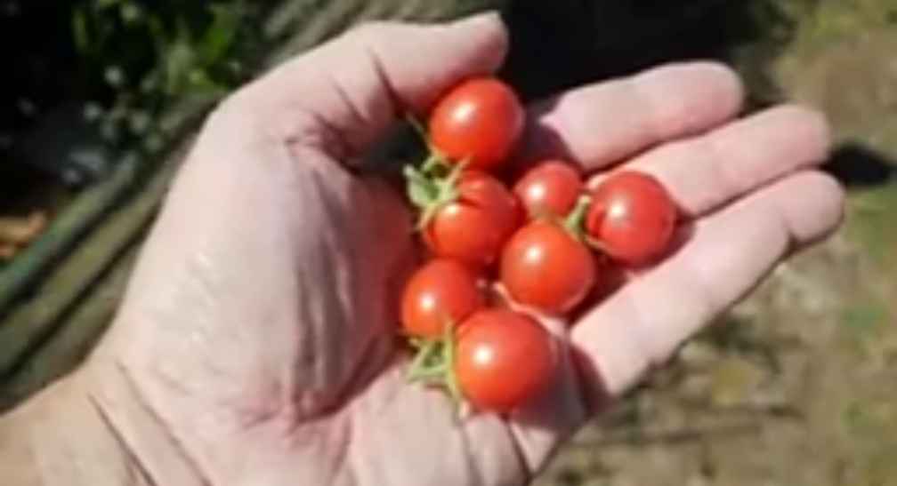 Sun Peach Cherry Tomato