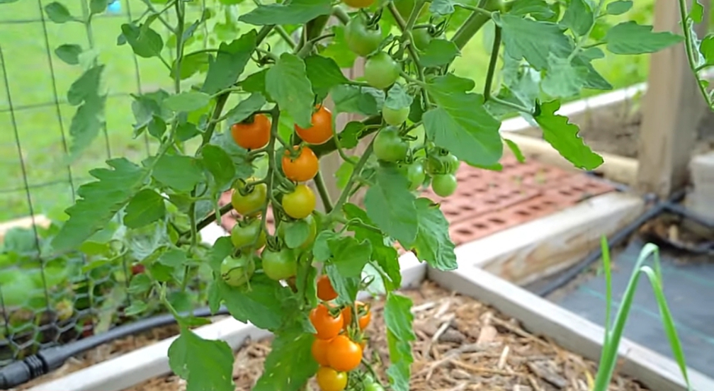 Sun Sugar Cherry Tomatoes