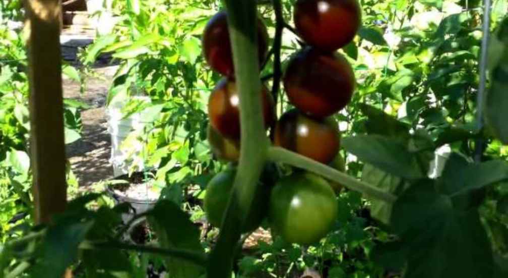 Sunchocola Cherry Tomatoes