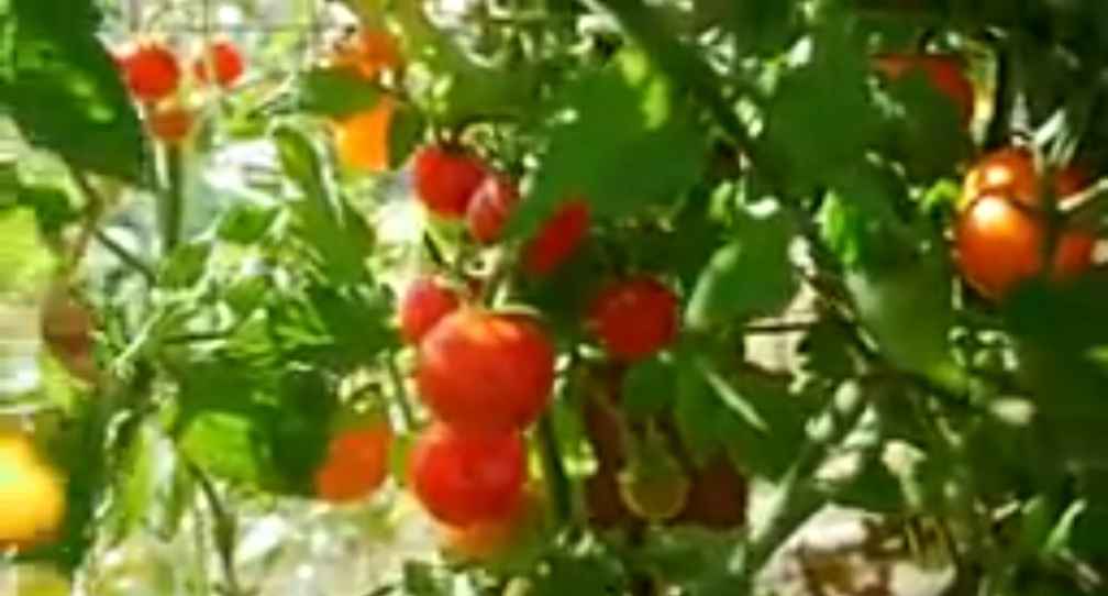 Super Sweet 100 Cherry Tomato