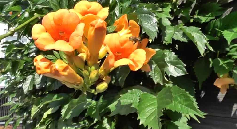 Trumpet Vine