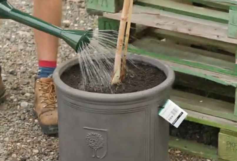 Watering Dogwood Tree in Container