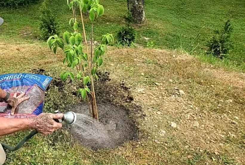 Watering Dogwood Tree