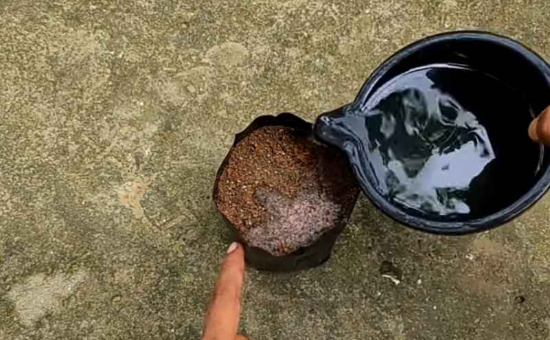 Watering peach seeds 