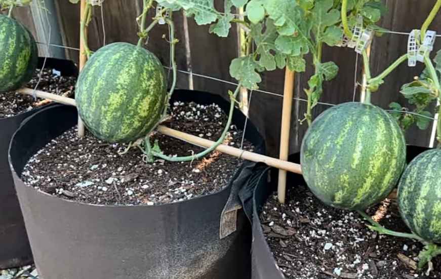 Growing watermelons in container