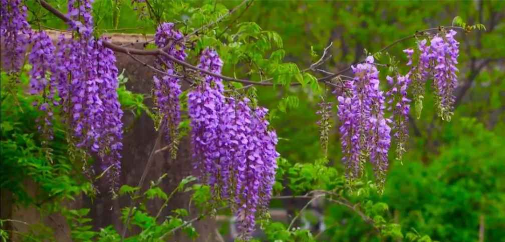 Wisteria Vine