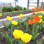 Yellow and orange tulip flowers