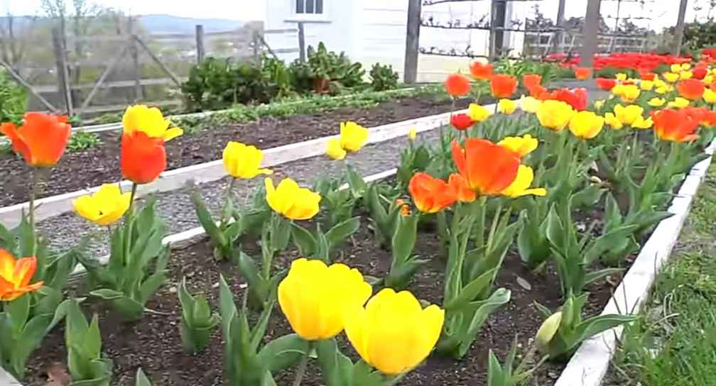 Yellow and orange tulip flowers