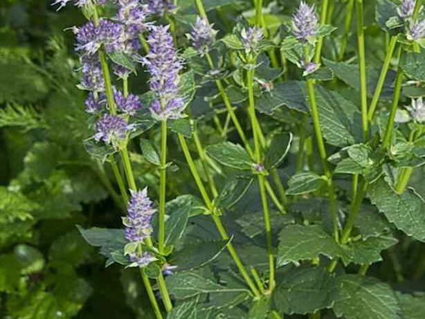 Companion Plants for Roses (Agastache)