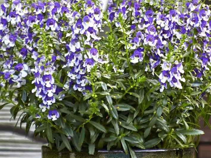 Companion Plants for Roses (Angelonia)