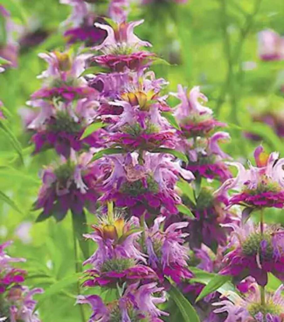 Beebalm